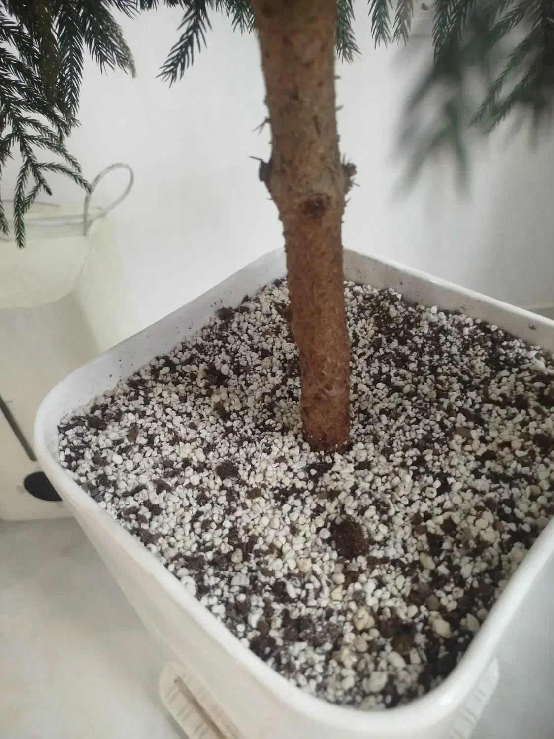 کاج مطبق|گل و گیاه طبیعی|رشت, آزادگان|دیوار