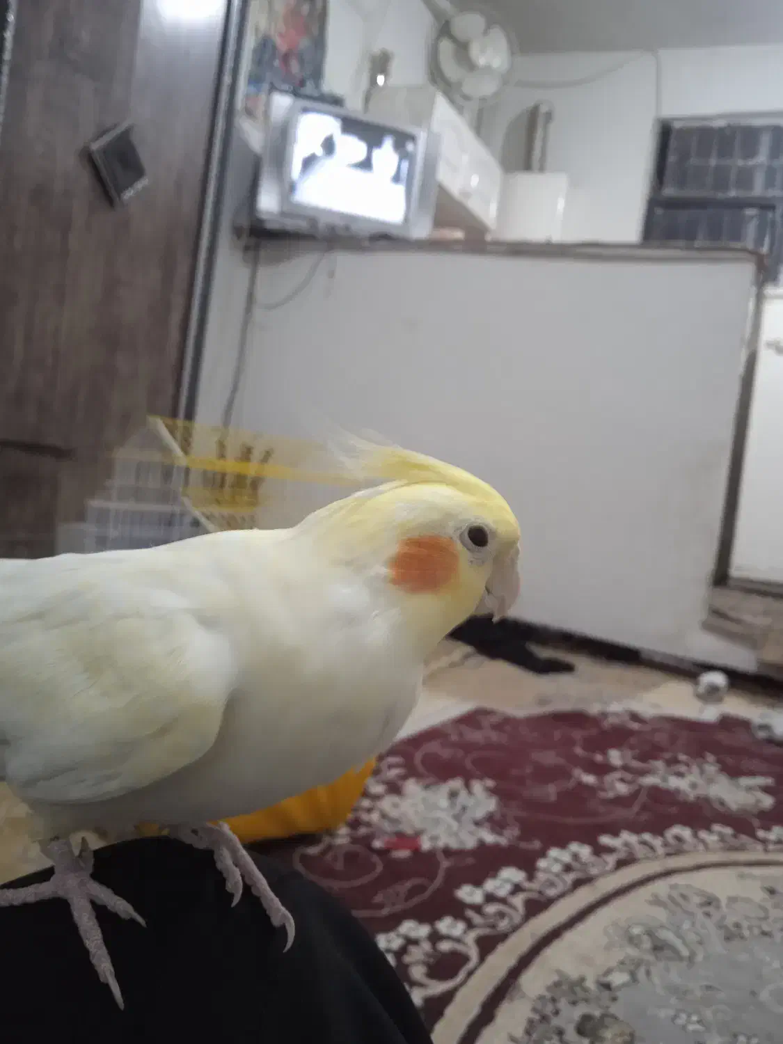 یه جفت عروس هلندی یکی کاملاً دستی با قفس|پرنده|تاکستان, |دیوار