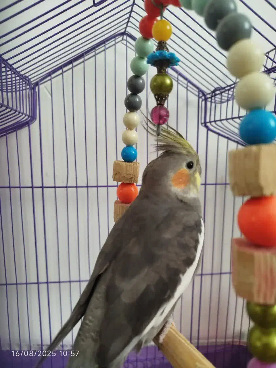 عروس هلندی نر سخنگو|پرنده|پاکدشت, پاکدشت (مامازند)|دیوار