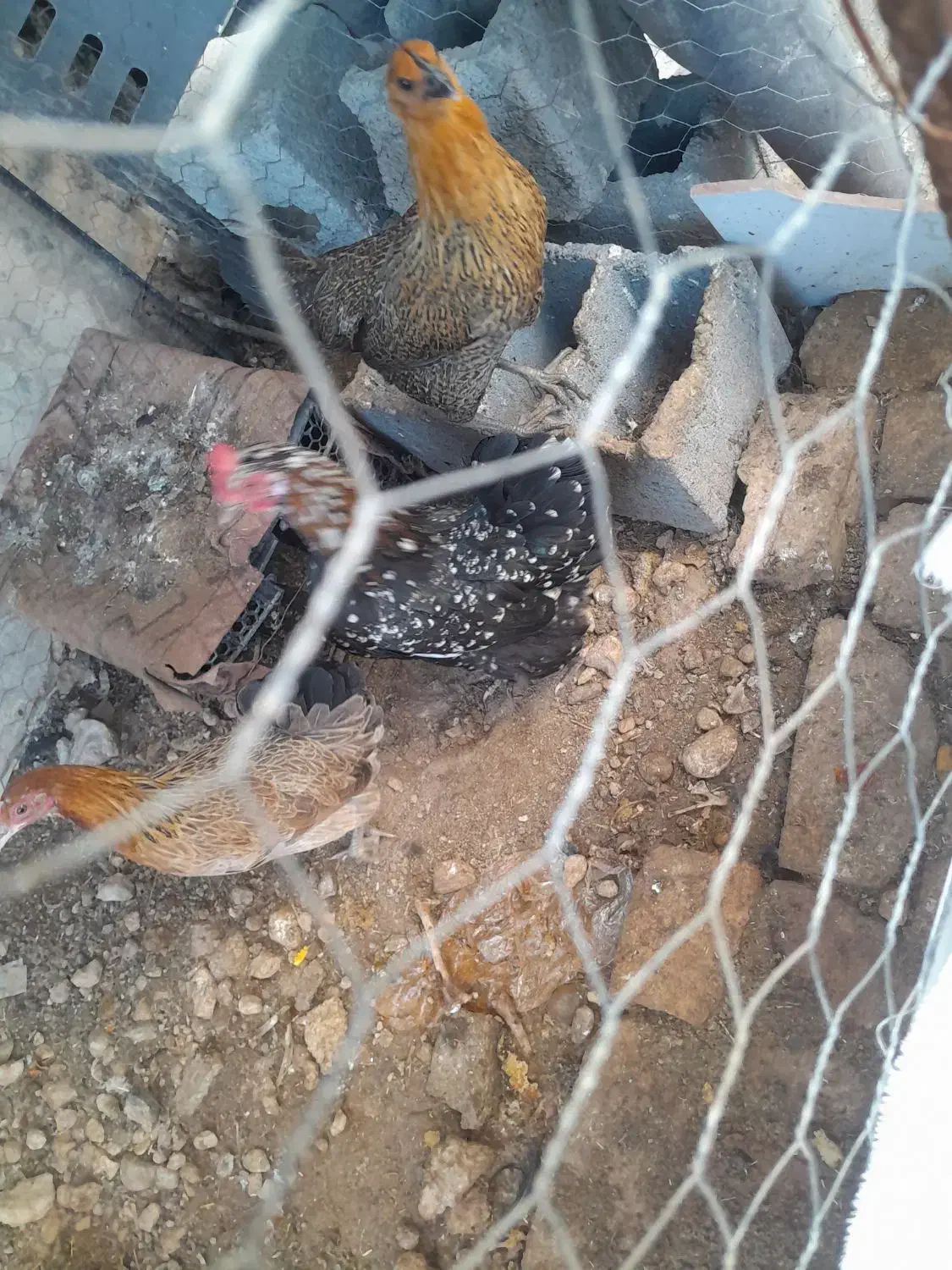 مرغ و دوتا بورنی|حیوانات مزرعه|لردگان, |دیوار