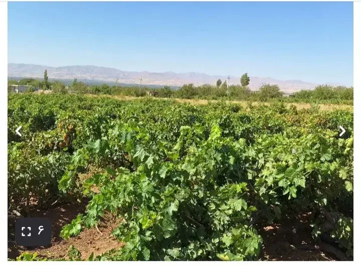 فروش باغ|فروش دفتر صنعتی، کشاورزی، تجاری|ضیاء آباد, |دیوار