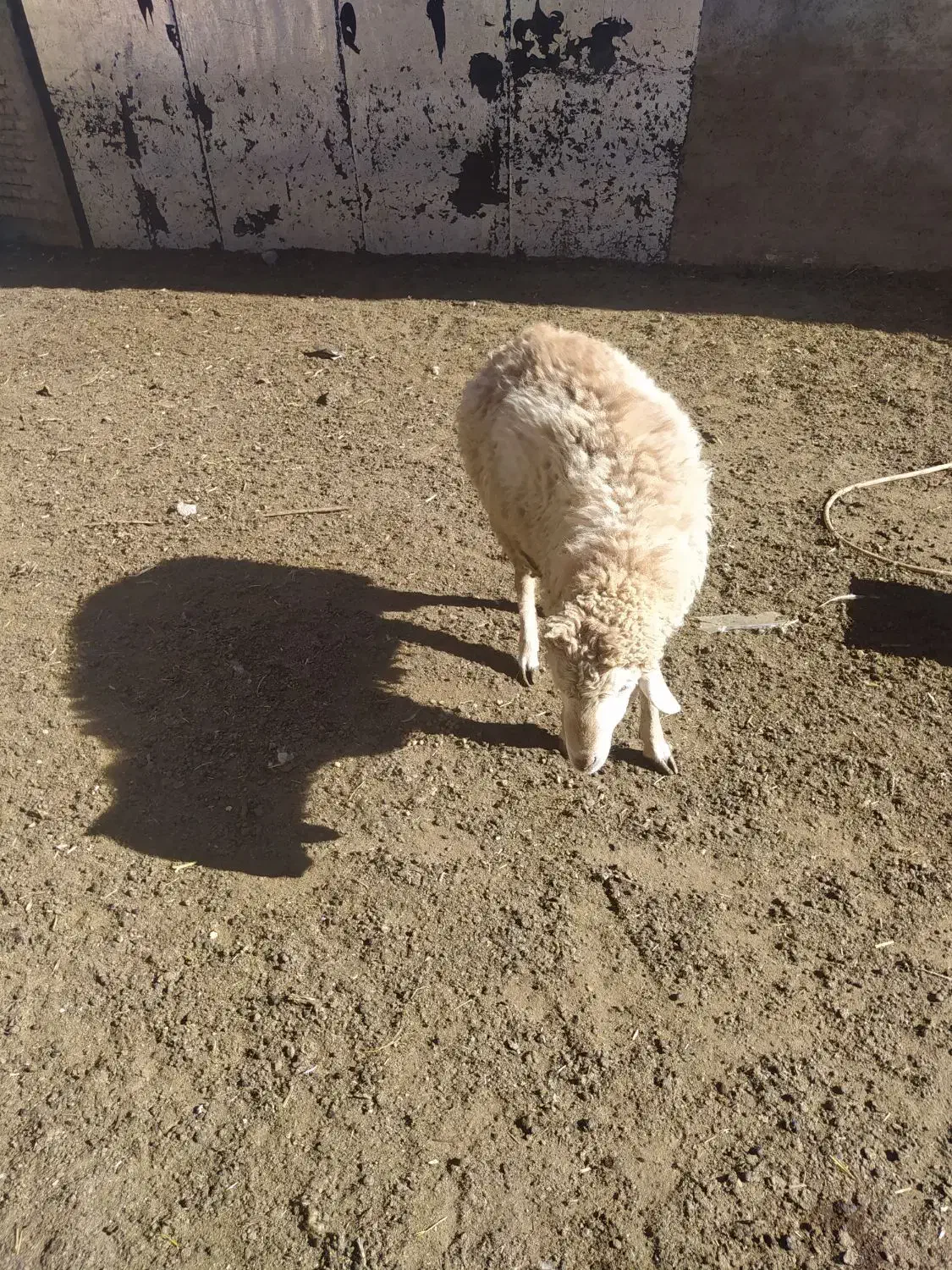 توغلی نر دامازیق|حیوانات مزرعه|سرعین, |دیوار