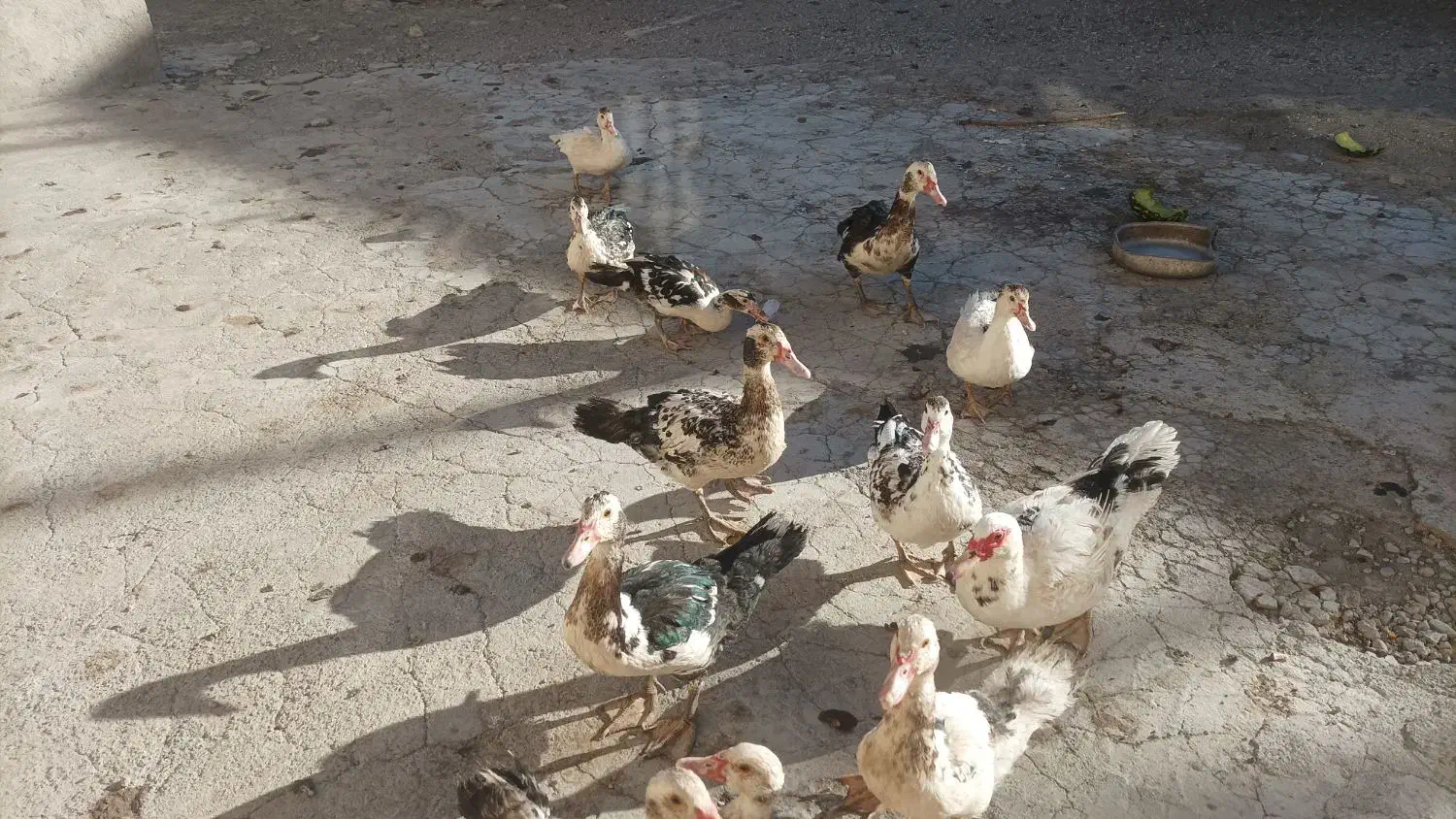 اردک|حیوانات مزرعه|میانه, |دیوار