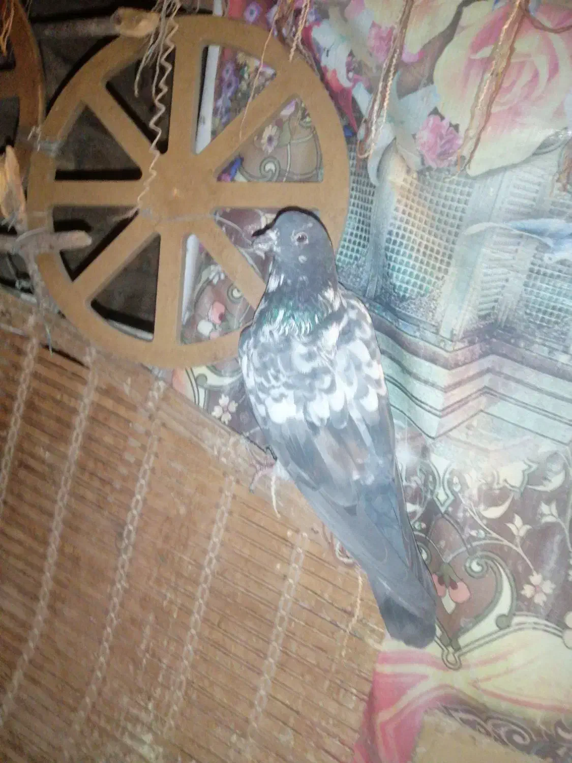 کبوتر|پرنده|محمدشهر, محمدشهر|دیوار