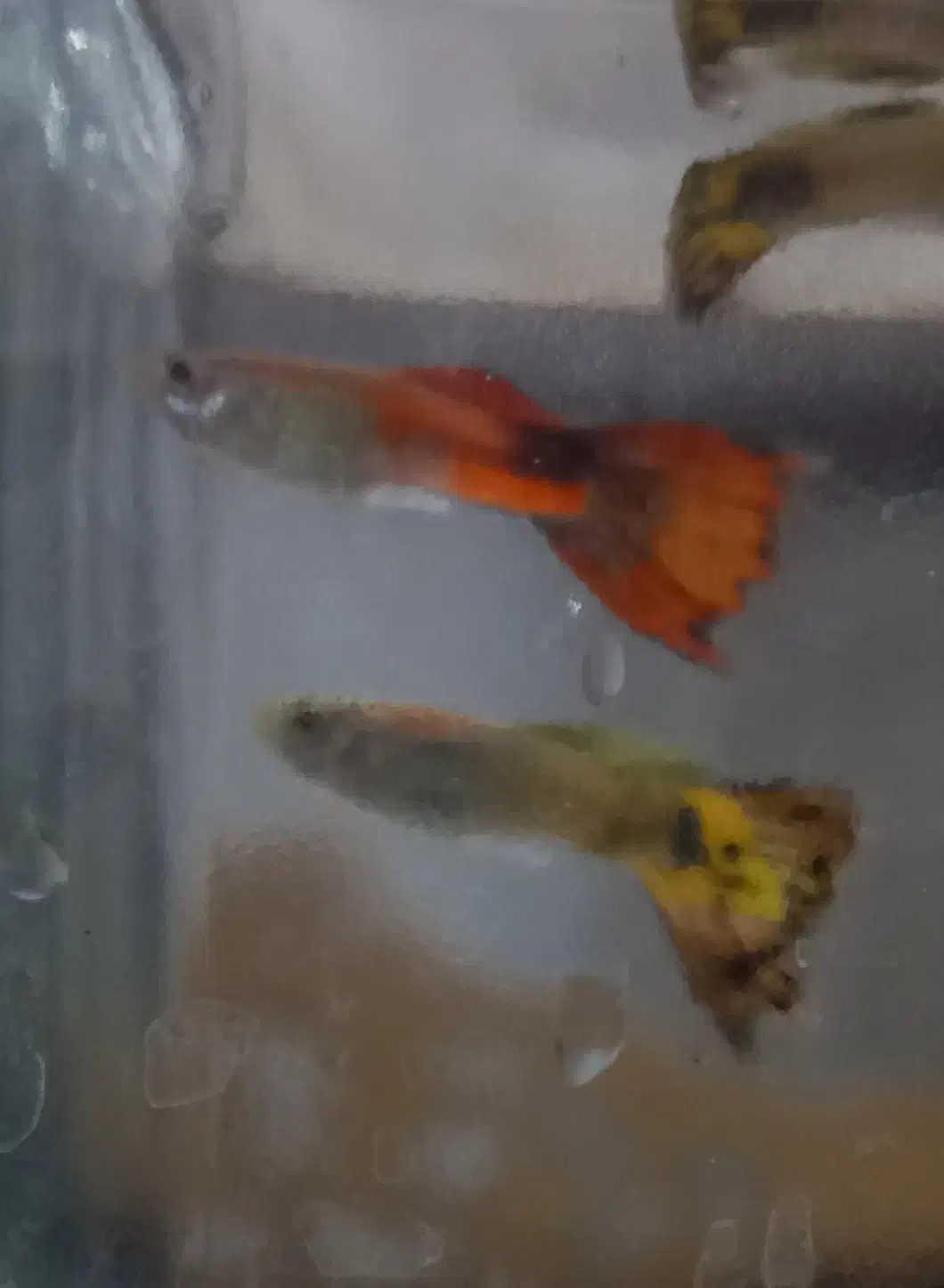 فروش ماهی گوپی بالغ و بچه ماهی گوپی|ماهی|یزد, |دیوار