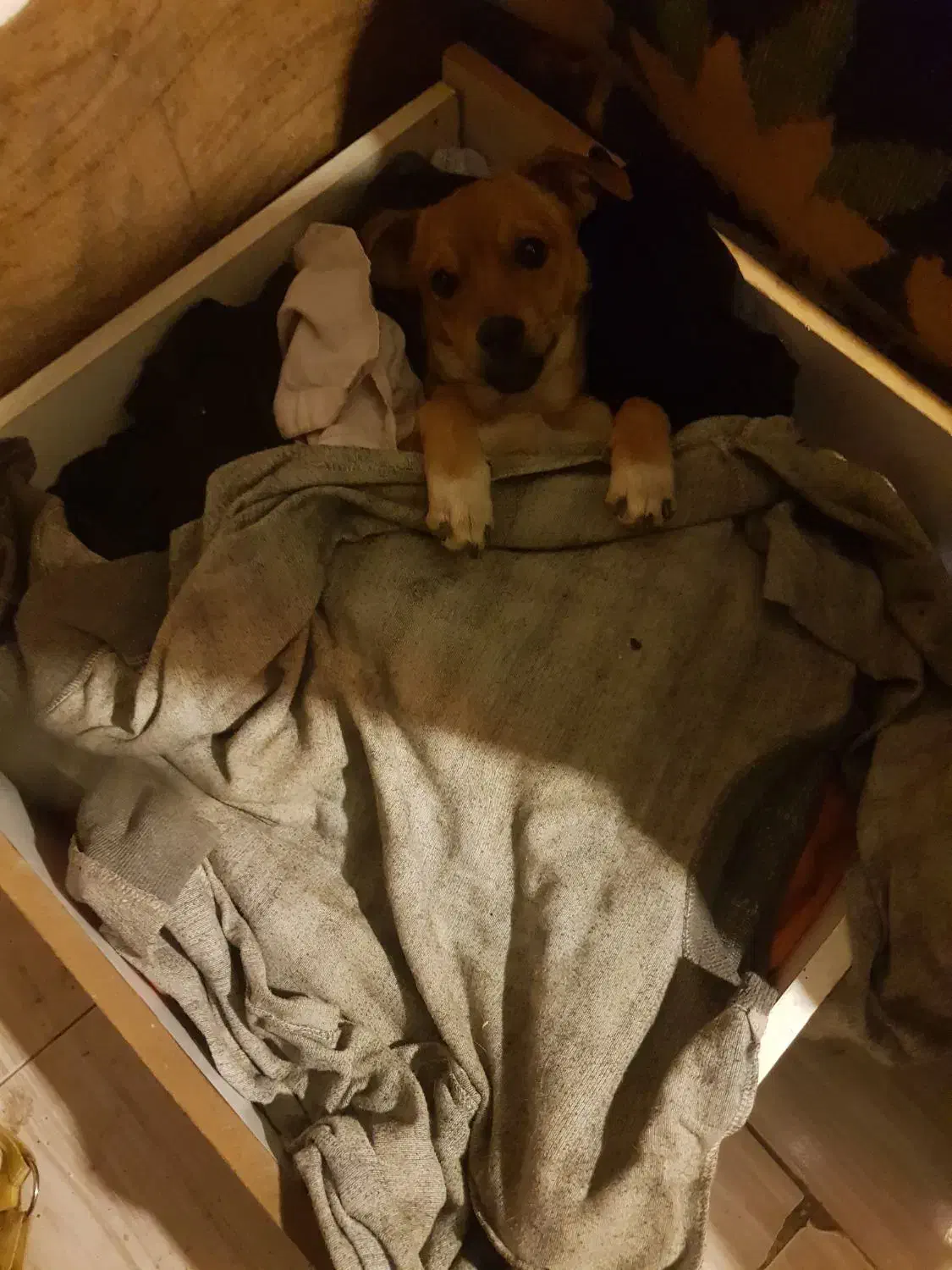 سگ پاکوتاه|سگ|قزوین, |دیوار