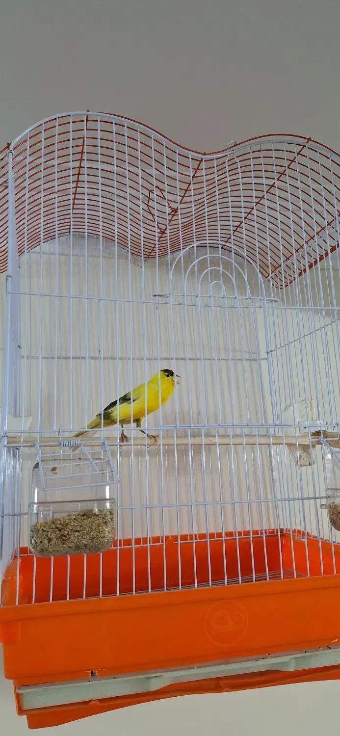 قناری کاملاً سالم|پرنده|تهران, مولوی|دیوار