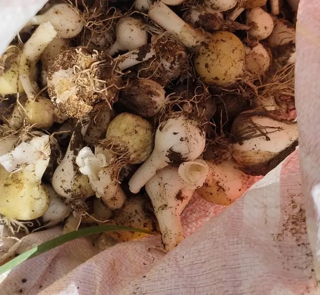 موسیر|خوردنی و آشامیدنی|اشترینان, |دیوار