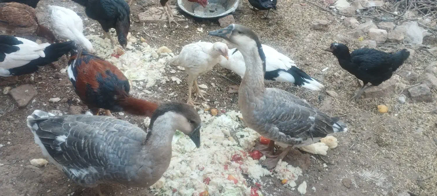 یک جفت قوغاز|حیوانات مزرعه|قزوین, |دیوار