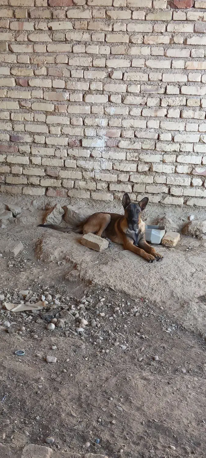 سگ مالنیوز|سگ|داراب, |دیوار