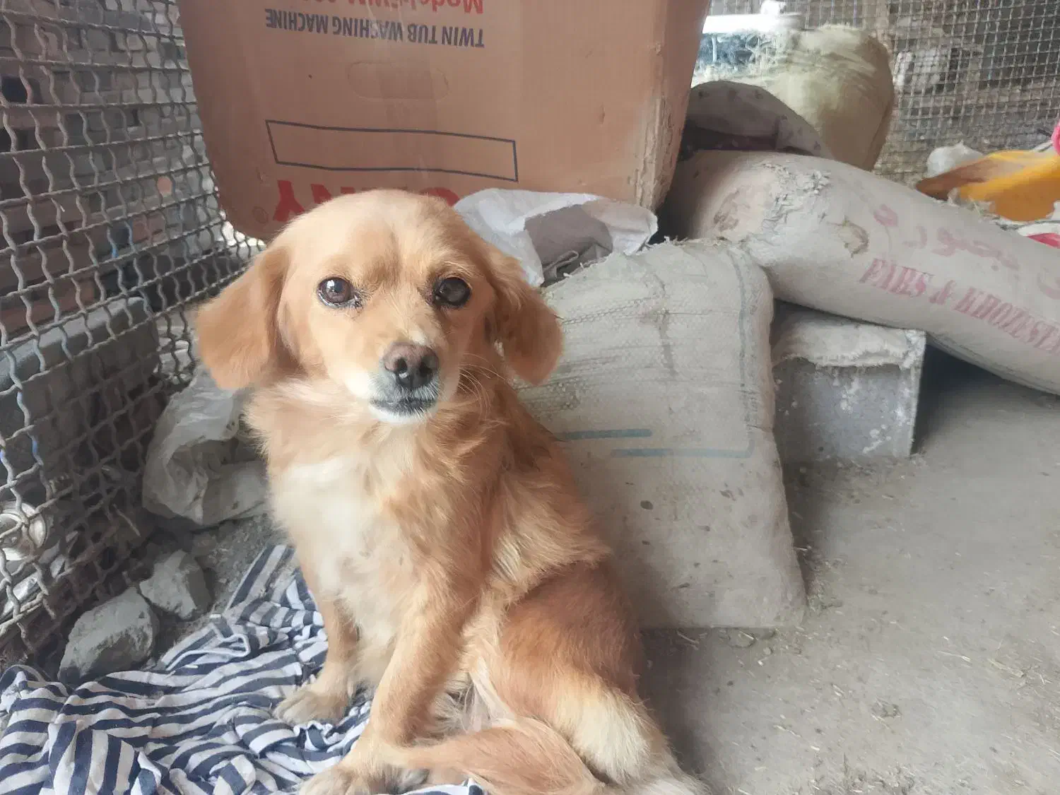 سگ پاکوتا|سگ|گرگان, |دیوار