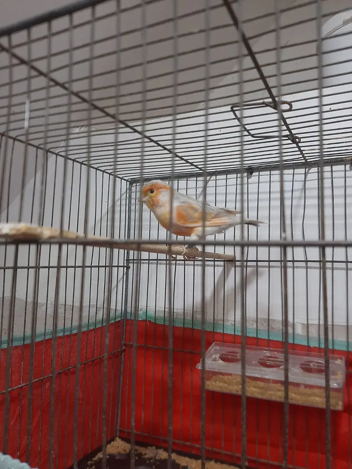 جفت قناری|پرنده|یزد, |دیوار