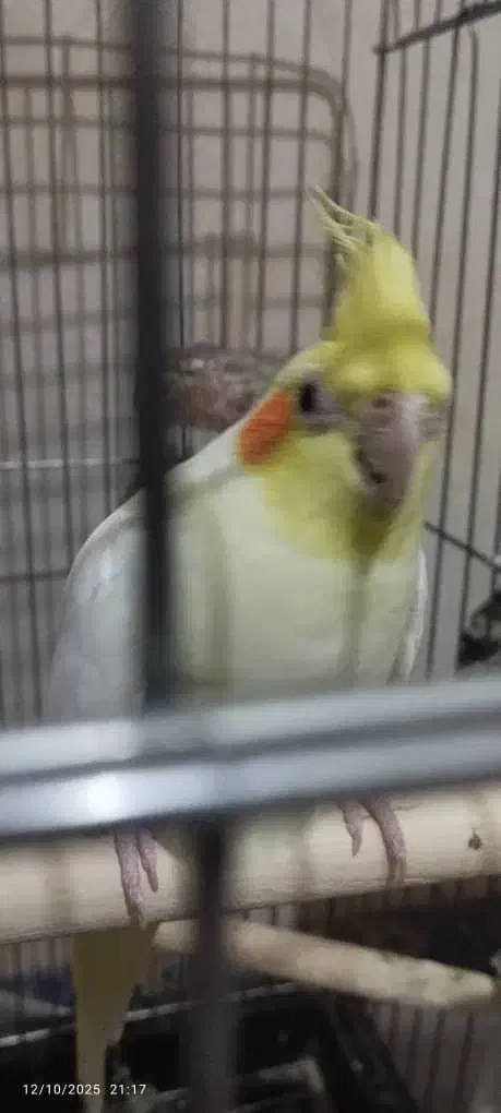 عروس هلندی ماده آماده اماده|پرنده|شیراز, فضلآباد|دیوار