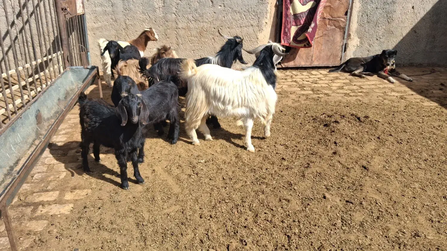 بزغاله|حیوانات مزرعه|ساروق, |دیوار