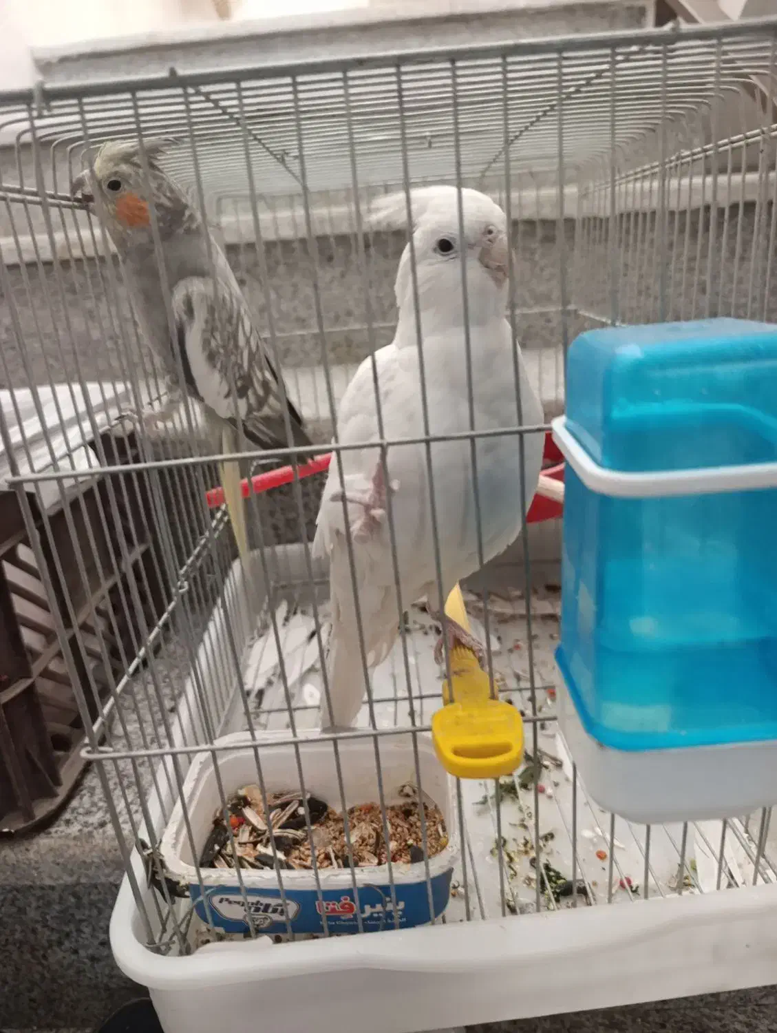 عروس هلندی نر و ماده جفت|پرنده|شیراز, گلشن|دیوار