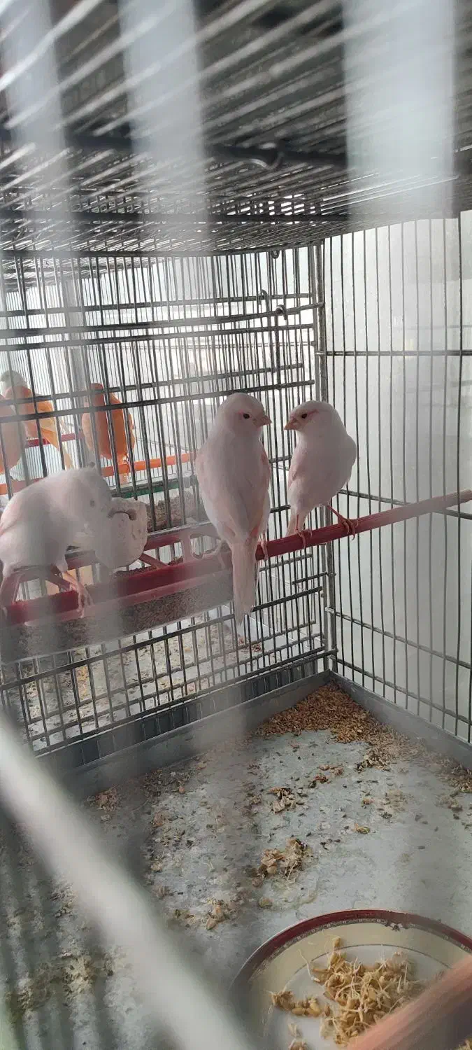 قناری ماده موزاییکی سرخ اورجینال|پرنده|کرمانشاه, |دیوار