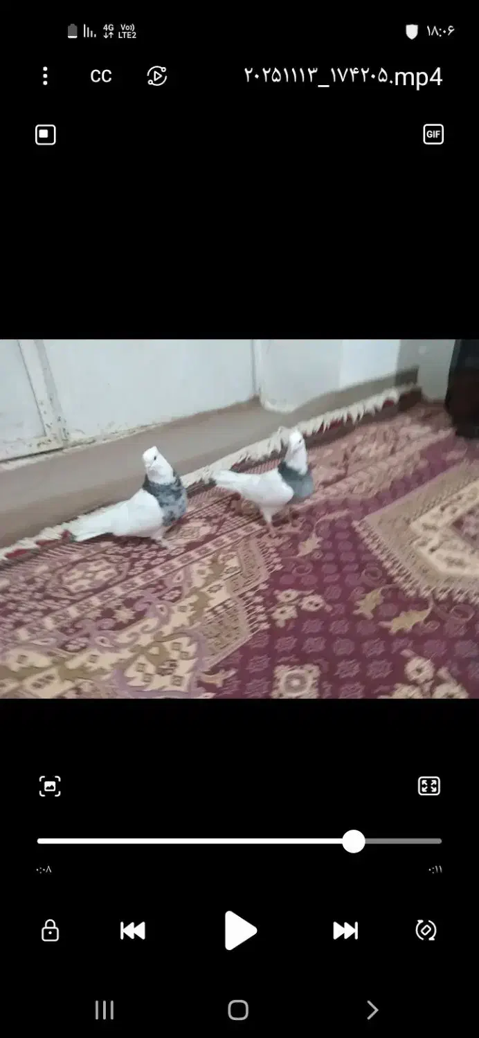 باسلام چند جفت طوق زوردار|پرنده|ماهیدشت, |دیوار