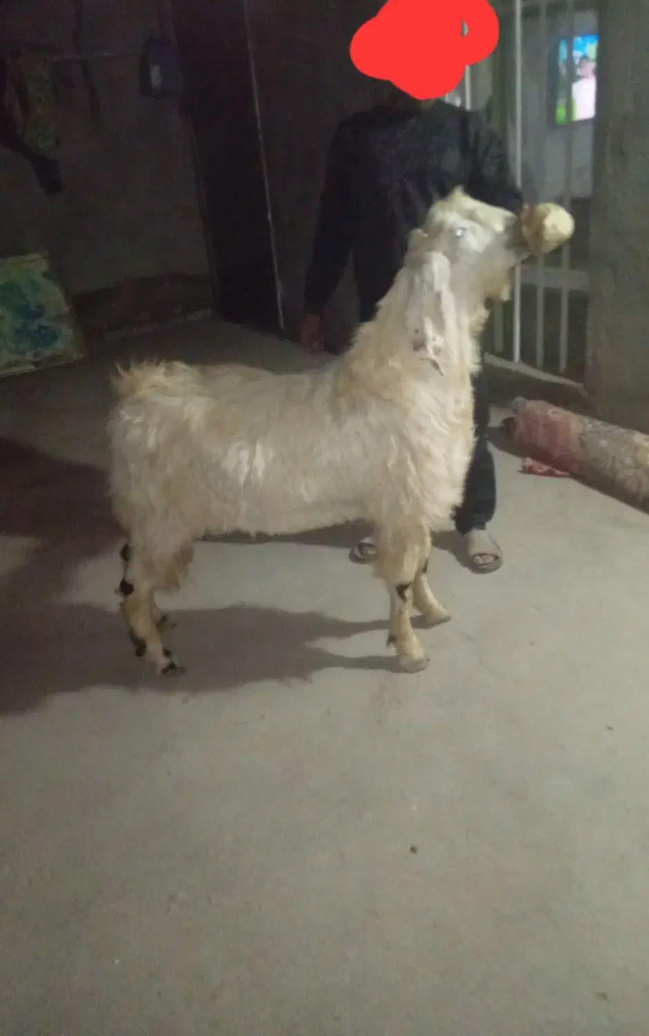 نر بز|حیوانات مزرعه|فریمان, |دیوار