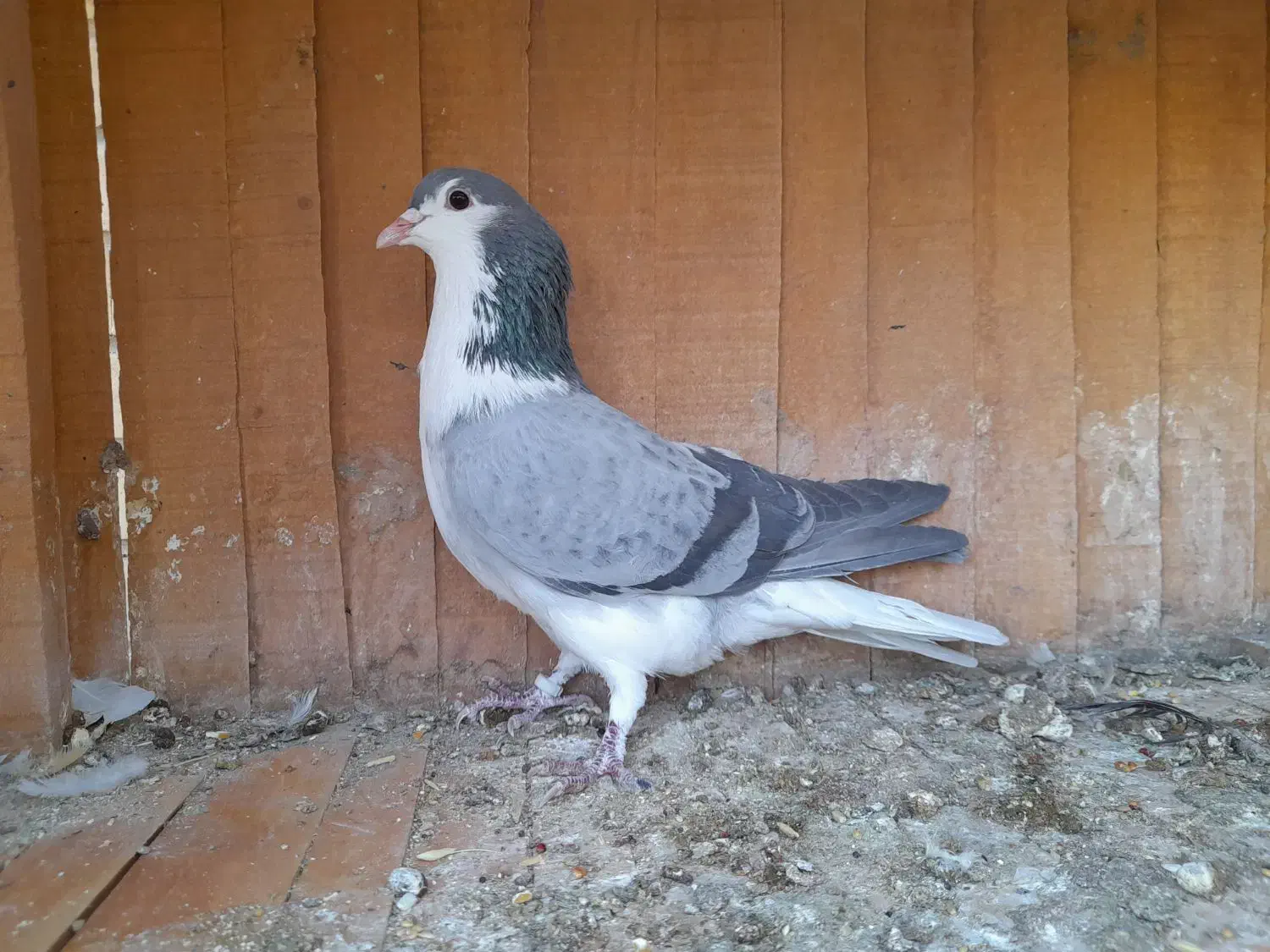 کبوتر پرشی و کوتوله برزیلی|پرنده|اصفهان, کوی امیریه|دیوار