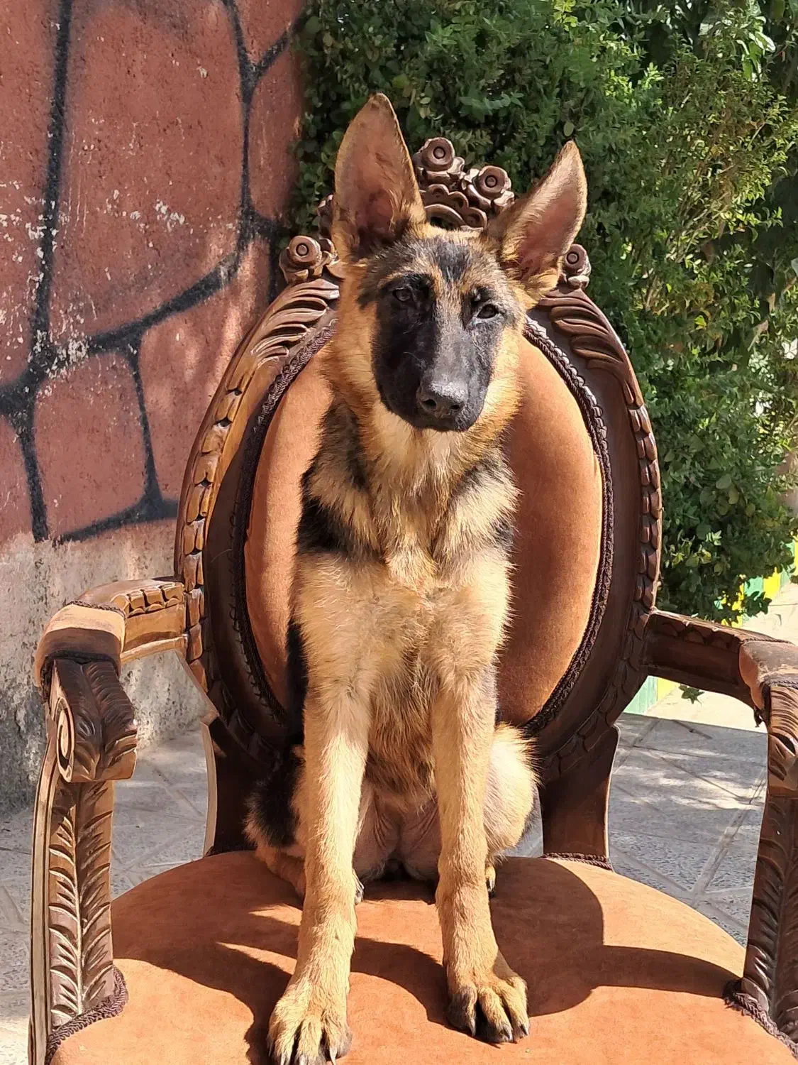 ژرمن موکوتاه ماده سامویید نر و ژرمن بلک|سگ|تهران, وردآورد|دیوار