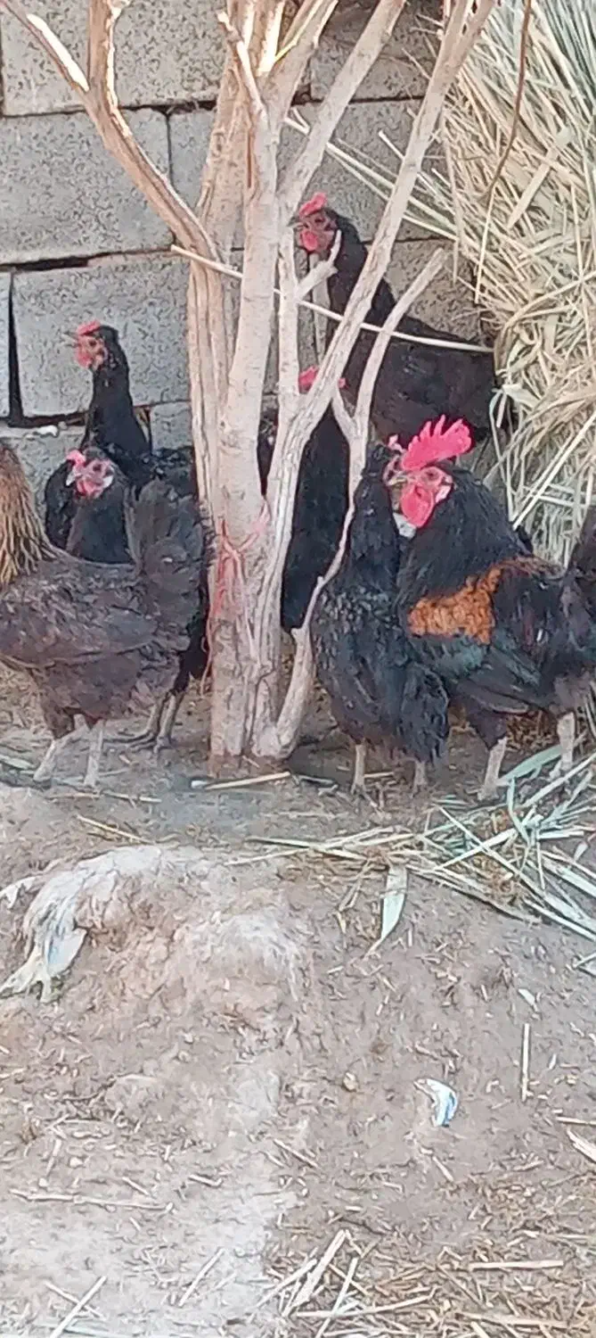 شادگان عبودی|پرنده|شادگان, |دیوار