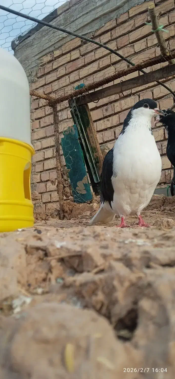 کفتر حراج|حراج|زرند, |دیوار