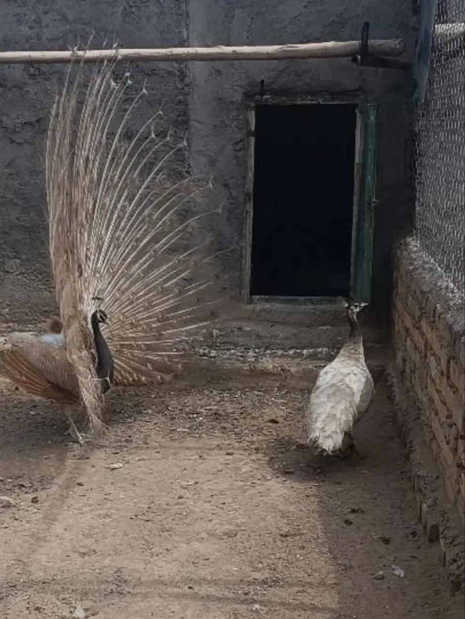 انواع نژاد طاووس|پرنده|تهران, دکتر هوشیار|دیوار