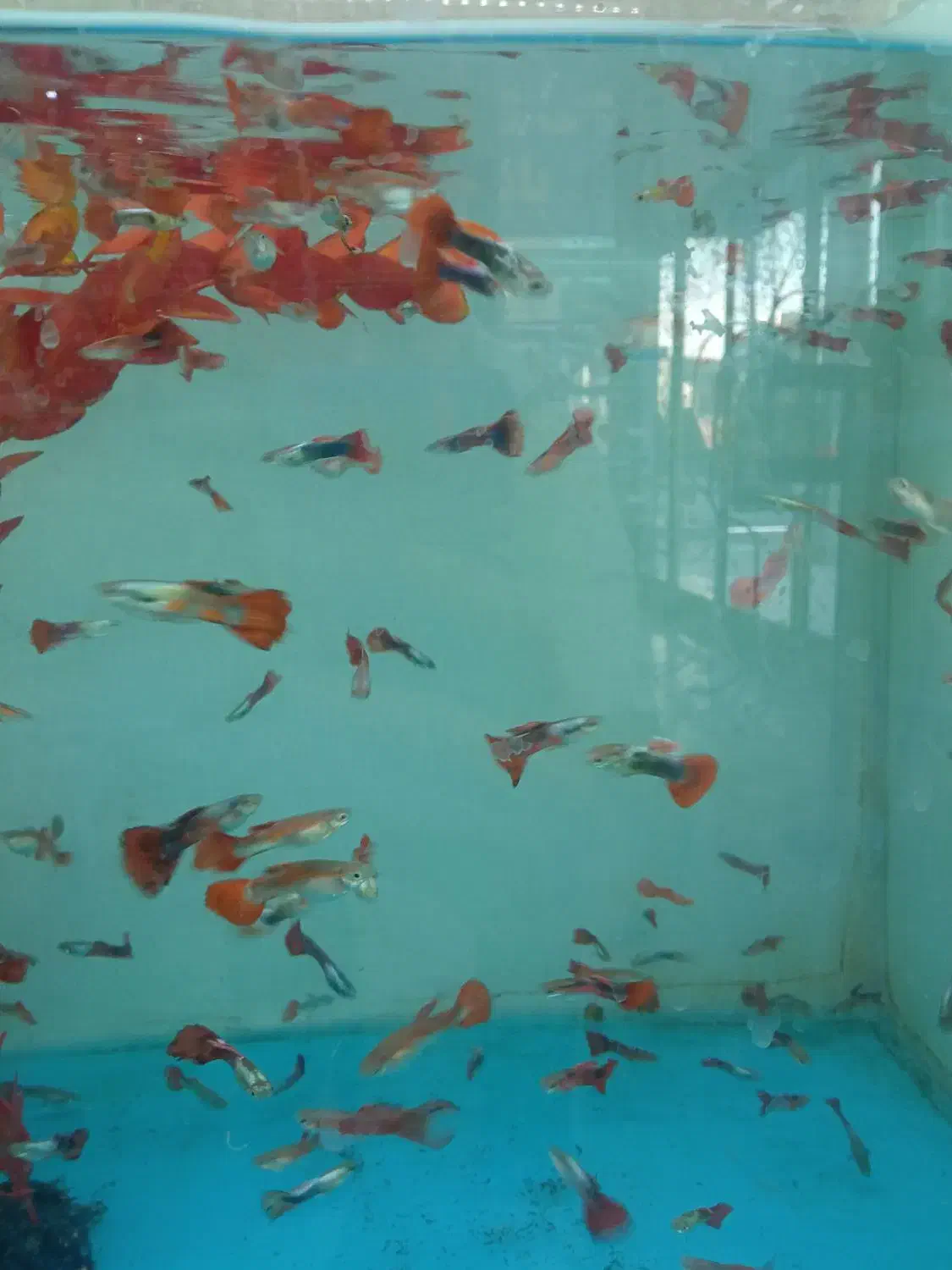 گپی|ماهی|مشهد, توس (بلوار توس)|دیوار