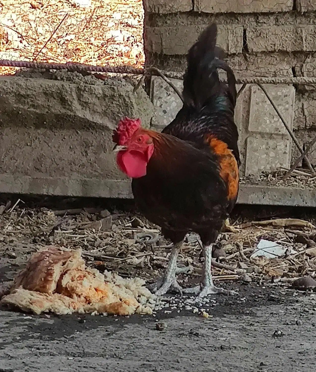 خروس|حیوانات مزرعه|گرگان, |دیوار