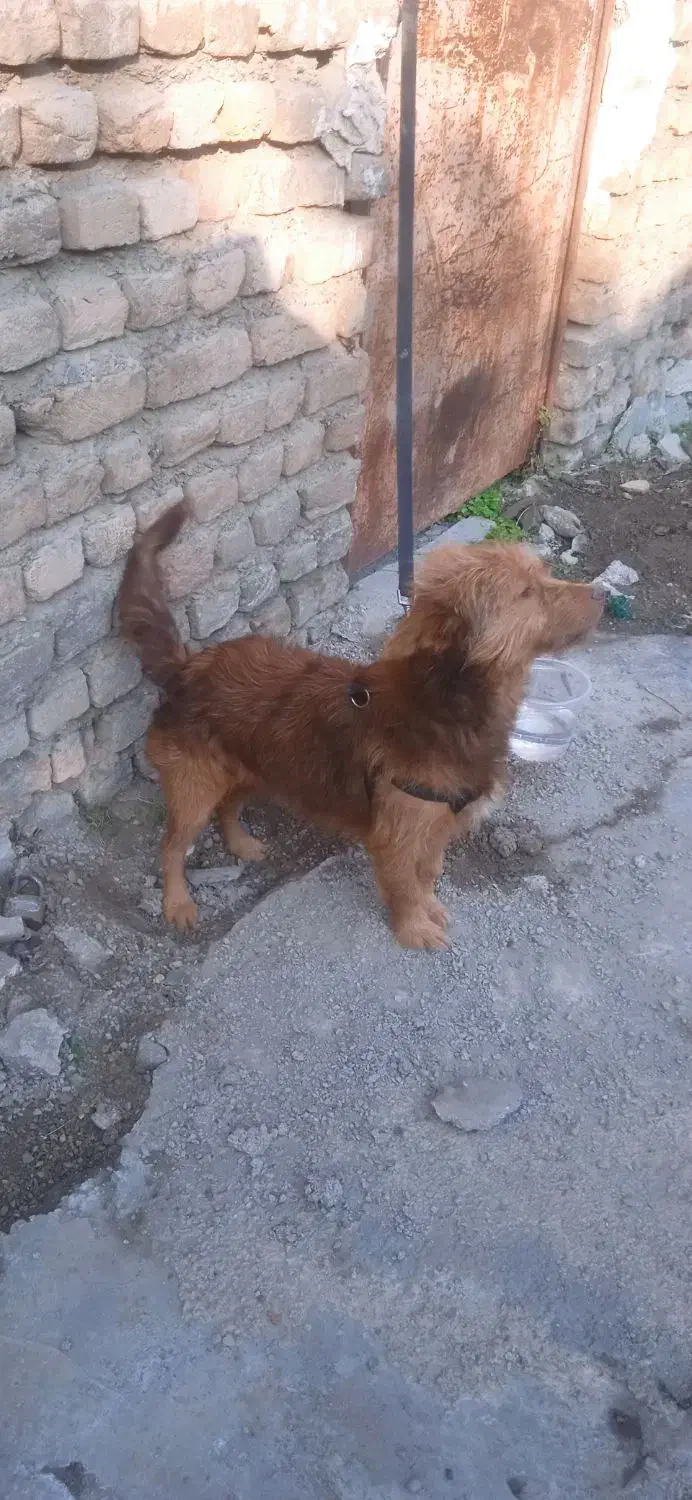 معاوضه با کبوتر|سگ|علی‌آباد کتول, |دیوار