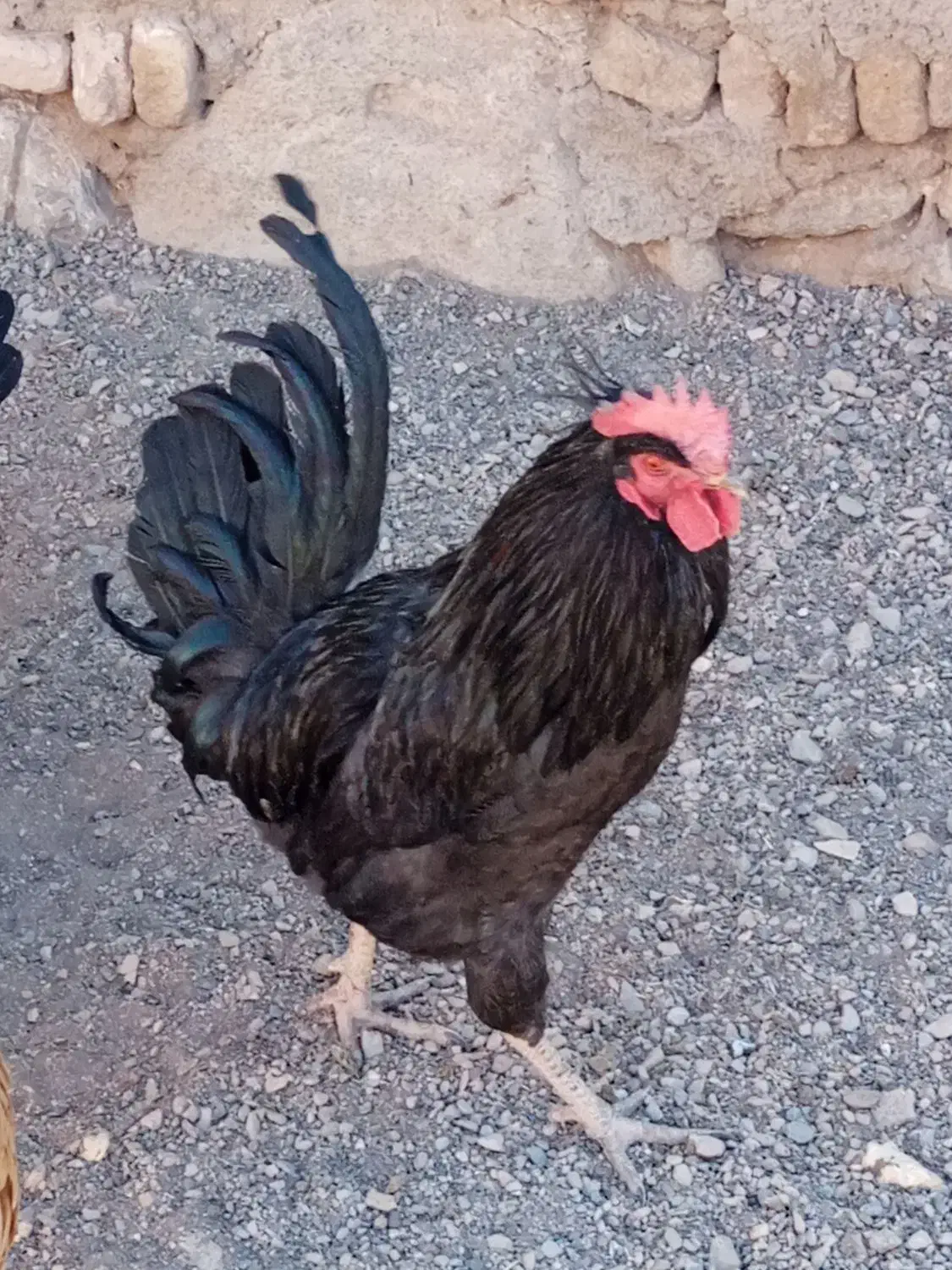 فروش خروس کاملا سیاه 8ماهه|حیوانات مزرعه|بن, |دیوار