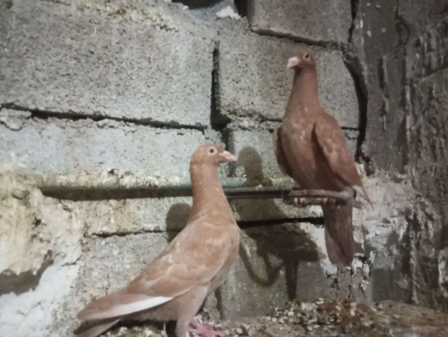 کبوتر جوجه|پرنده|برازجان, |دیوار