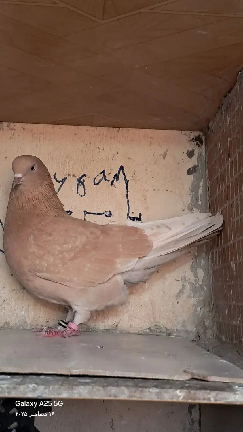 کبوتربلندی 2عددماده|پرنده|ماهدشت, |دیوار