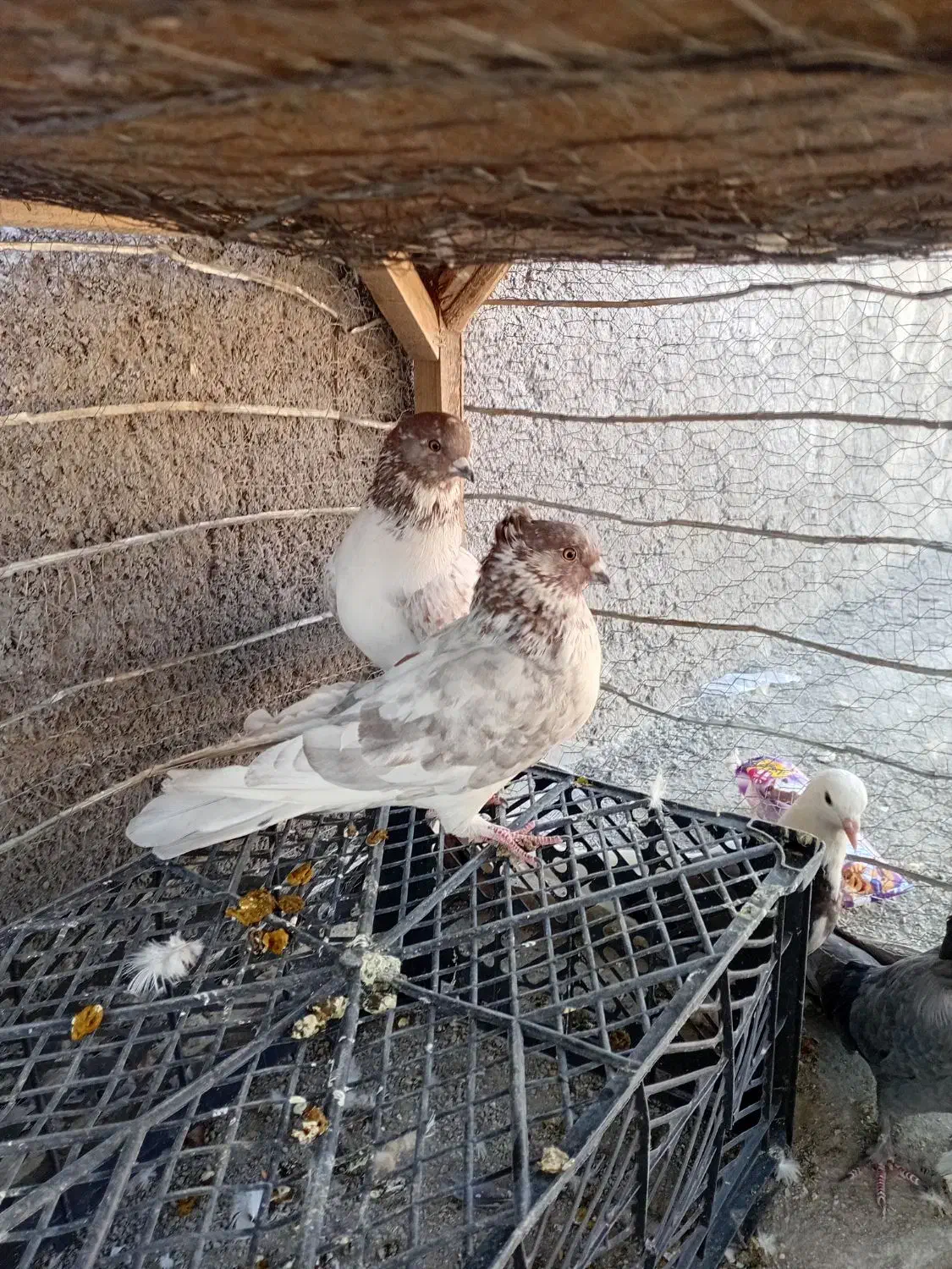 کبوتر پرشی|پرنده|لاران, |دیوار