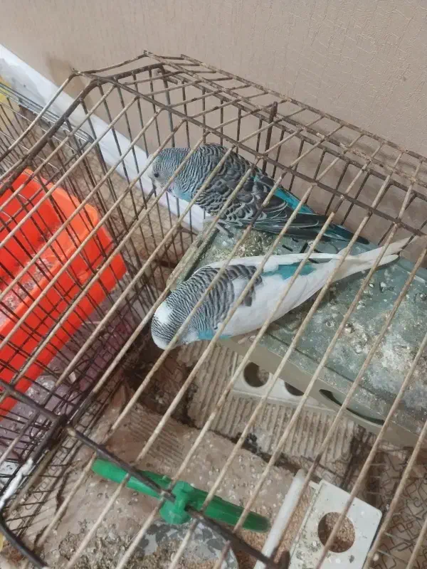 مرغ عشق|پرنده|خرمشهر, |دیوار