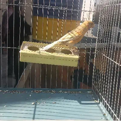 قناری فائو سوخته ابلغ هرسه نر شلاقی سلامت کامل|پرنده|اصفهان, حصه جنوبی|دیوار