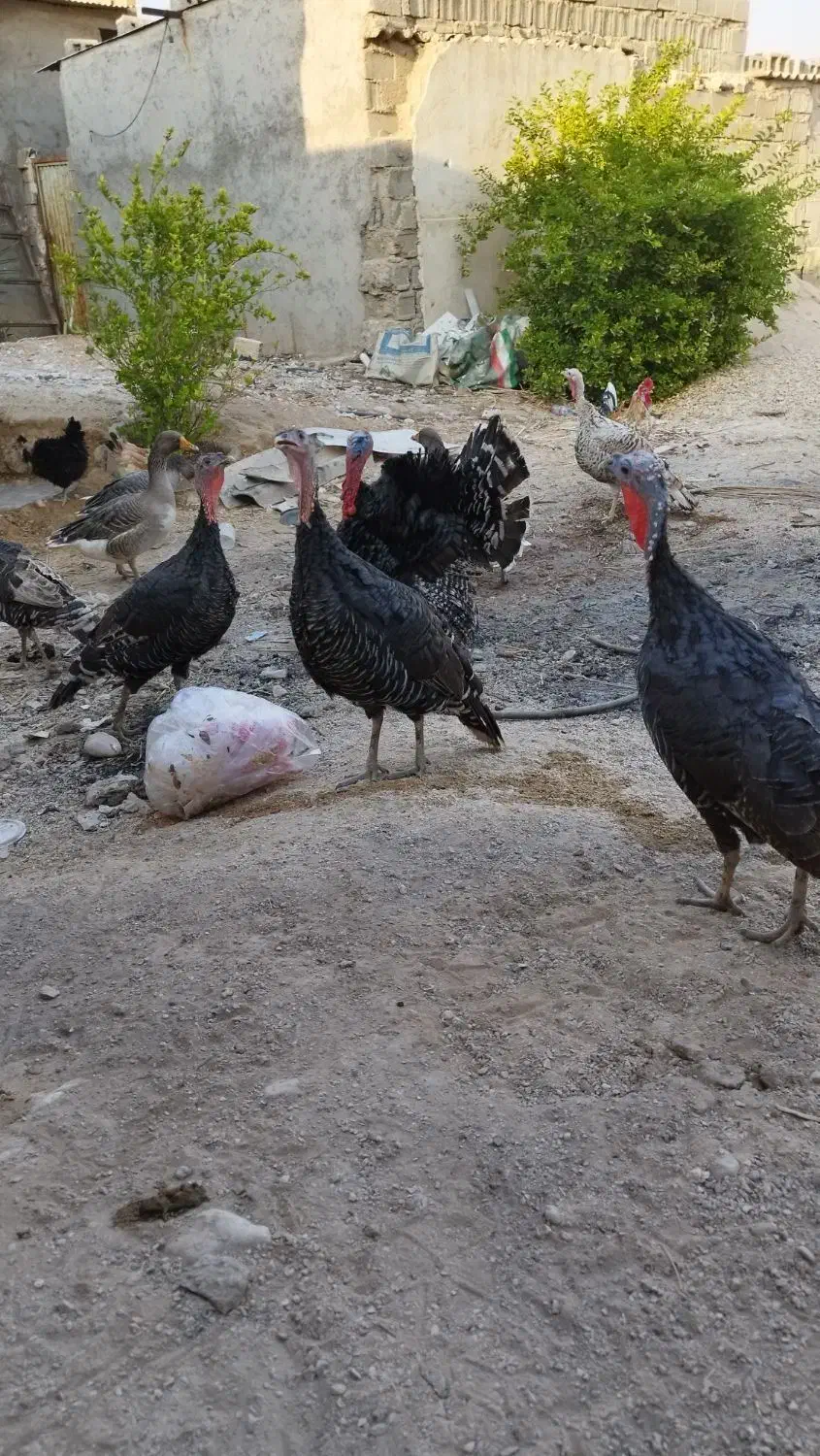 بوقلمون|حیوانات مزرعه|آبپخش, |دیوار