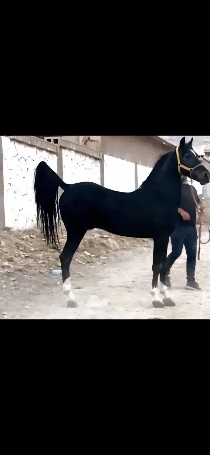 کره مادیان مشکی واکسی|اسب و تجهیزات اسبسواری|شیراز, معالیآباد|دیوار