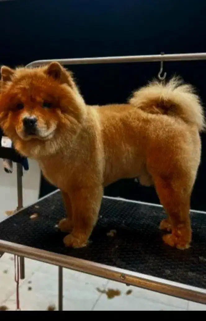 واگزاری چاوچاو|سگ|همدان, |دیوار