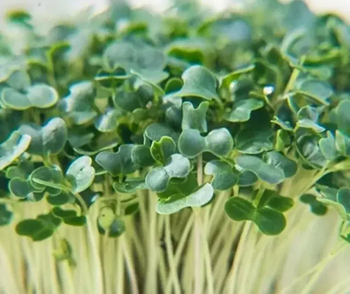 میکروگرین|گل و گیاه طبیعی|ملایر, |دیوار