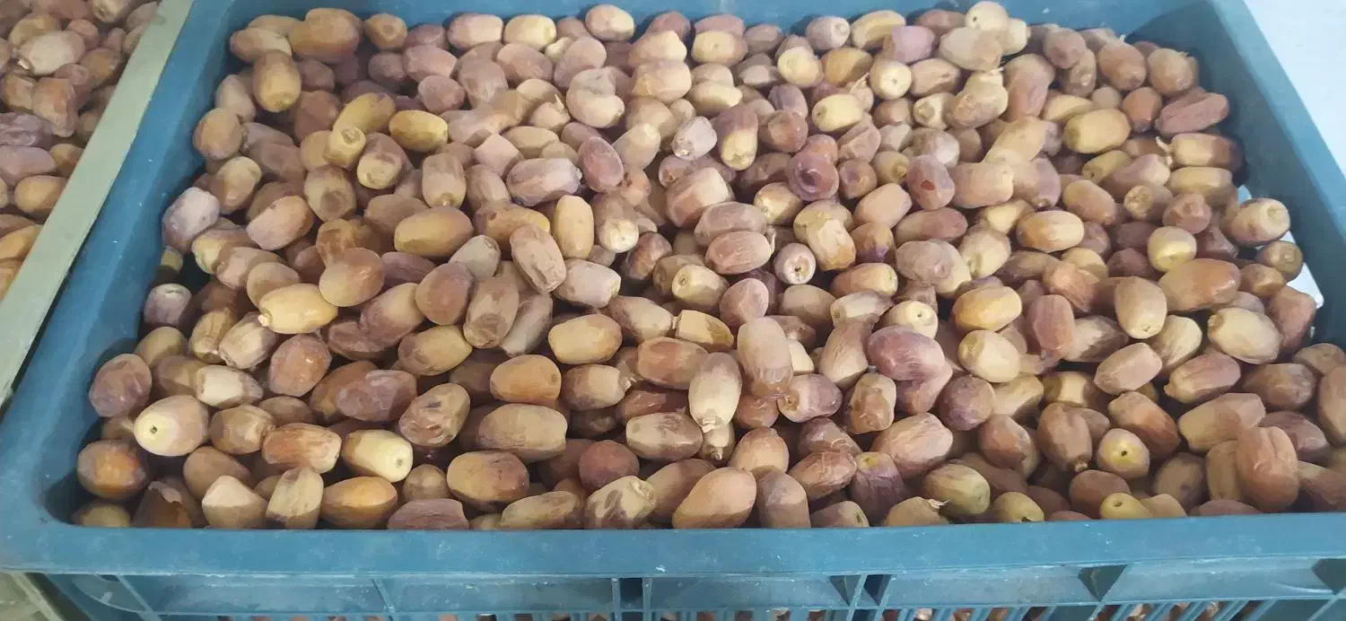 قصب زاهدی|عمدهفروشی|جهرم, |دیوار