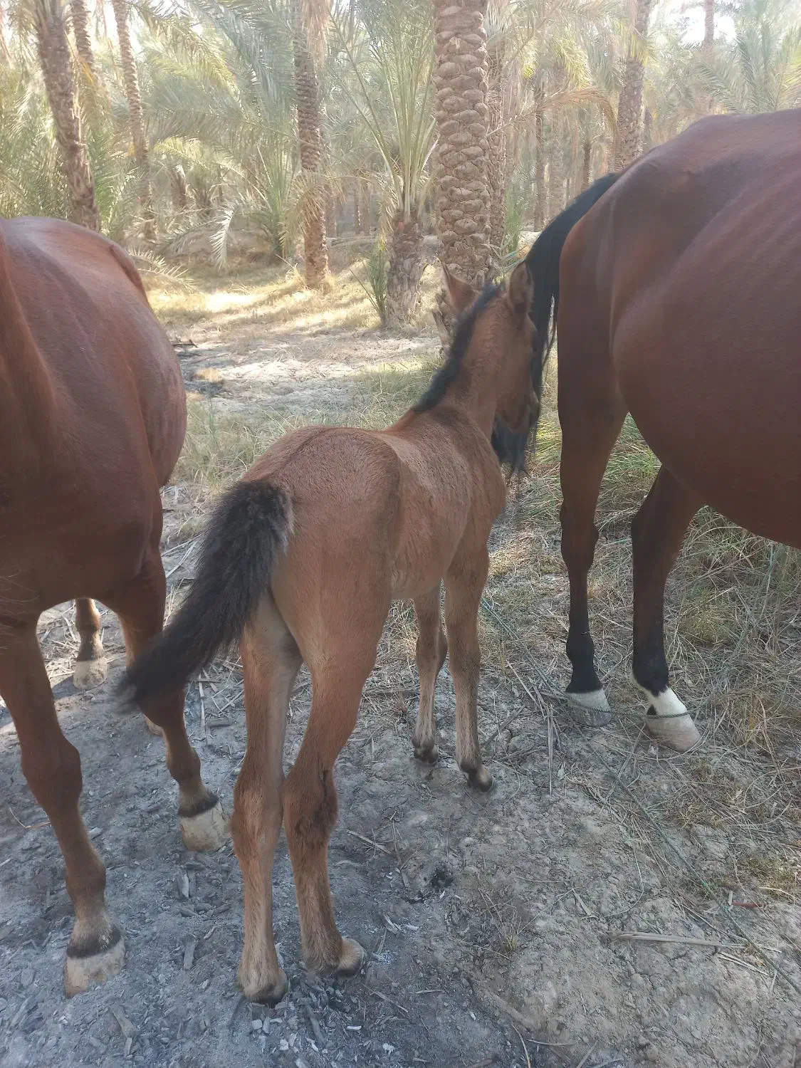 اسب|اسب و تجهیزات اسبسواری|بوشهر, |دیوار