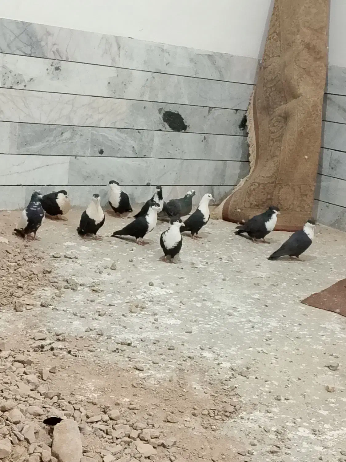 ریشی|پرنده|قائن, |دیوار