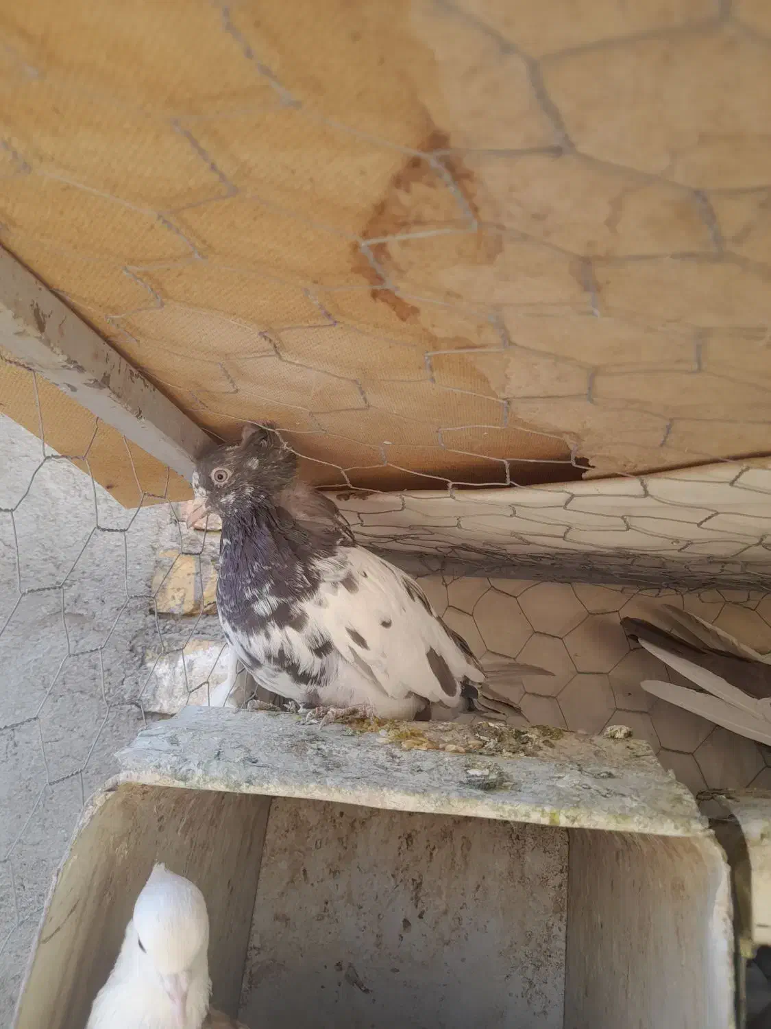 فروش کبوتر کله سرخ وسینه سیاه وپلاکی|پرنده|سمیرم, |دیوار