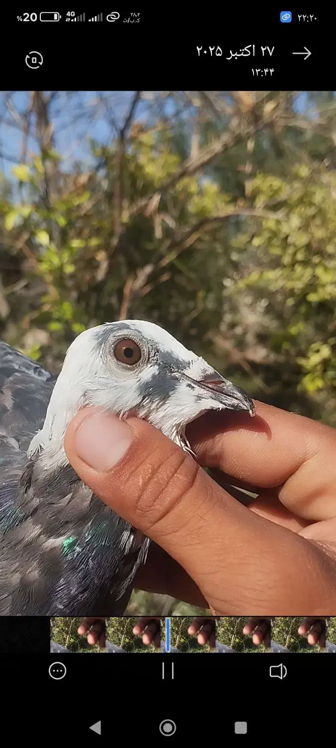 پلاکی اردن|پرنده|گتوند, |دیوار