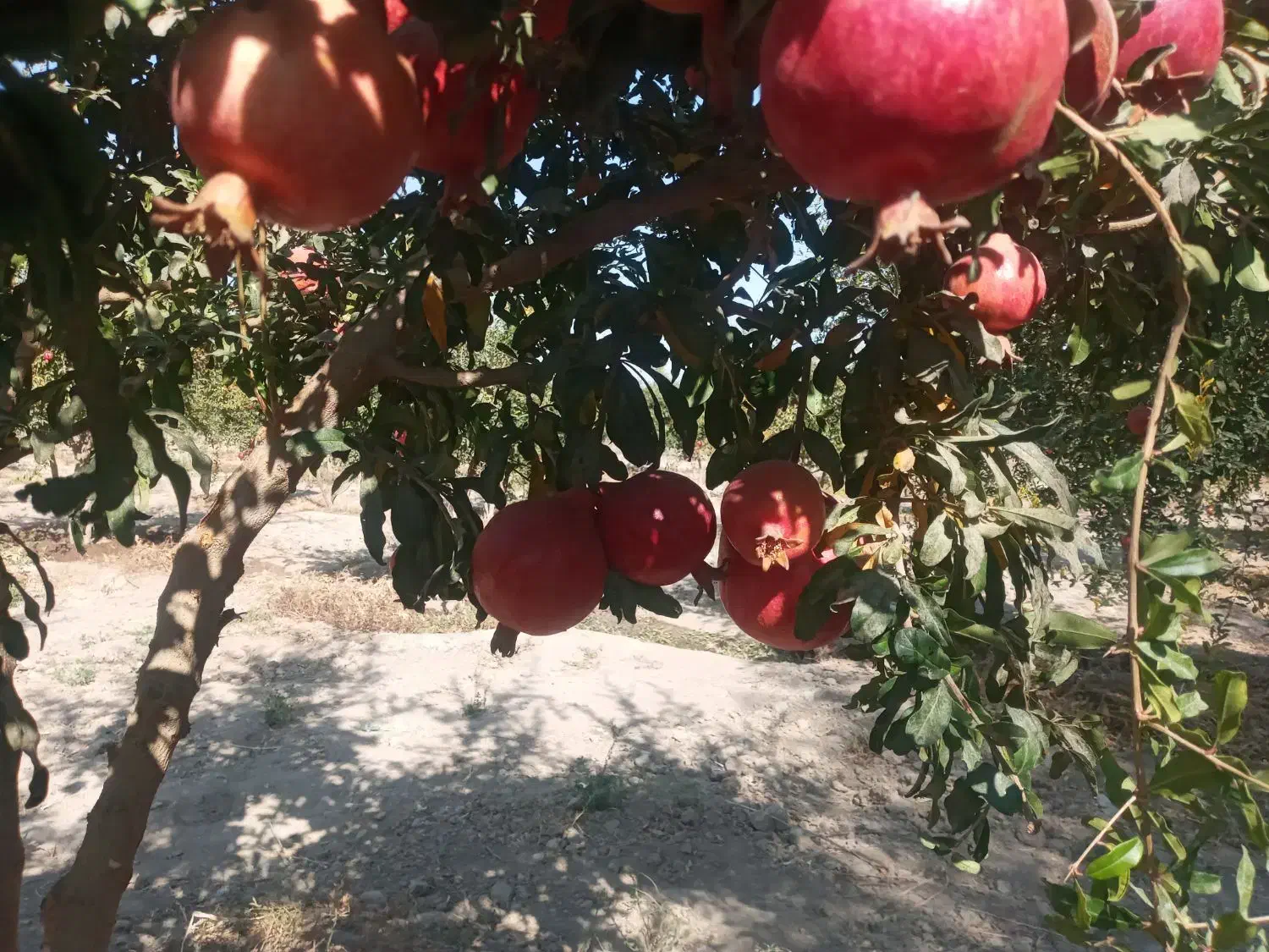 انار محمود آباد|خوردنی و آشامیدنی|جوادآباد, |دیوار