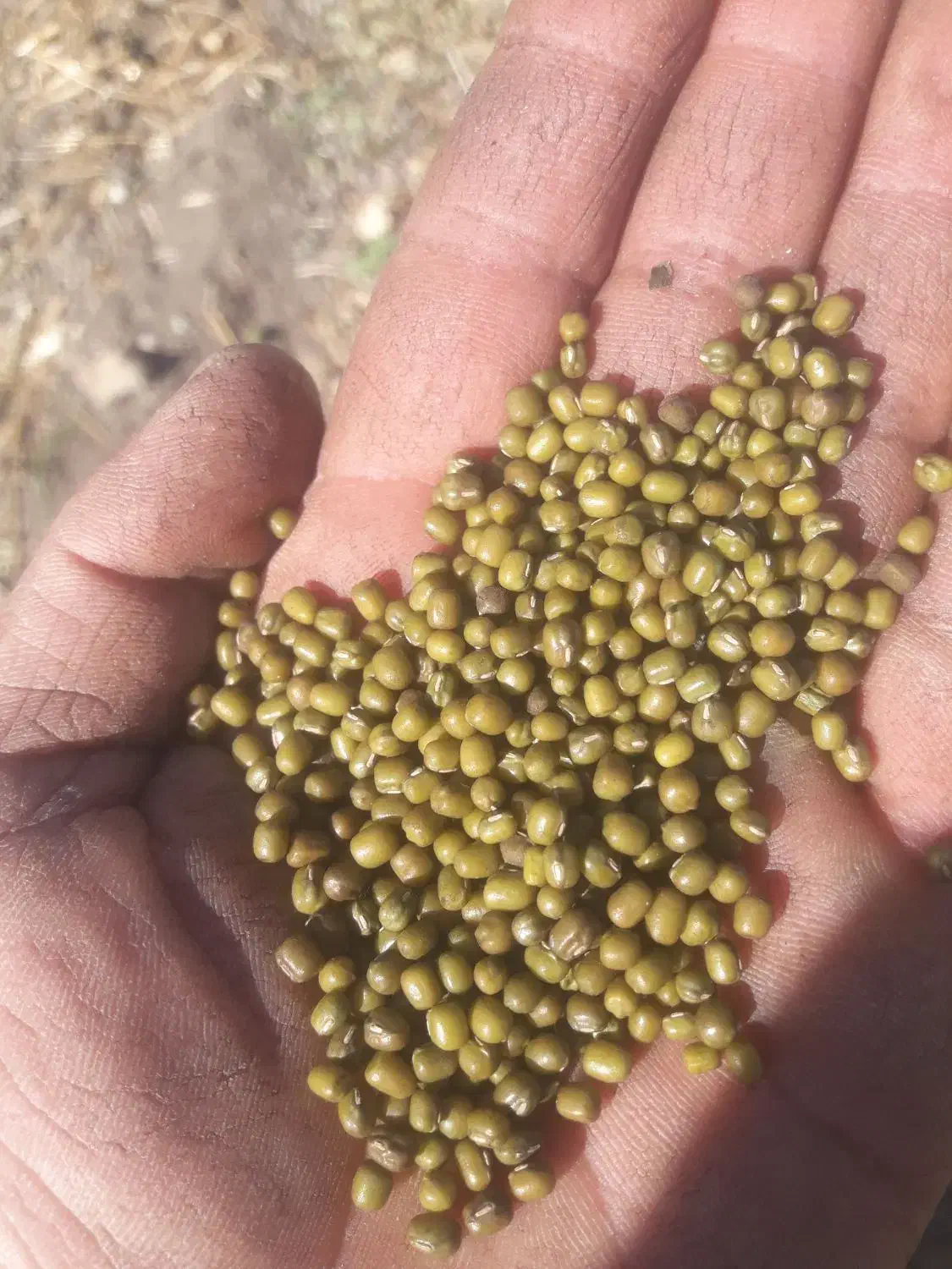 ۲۰ گونی ماش درج یک یک|خوردنی و آشامیدنی|چگنی, |دیوار