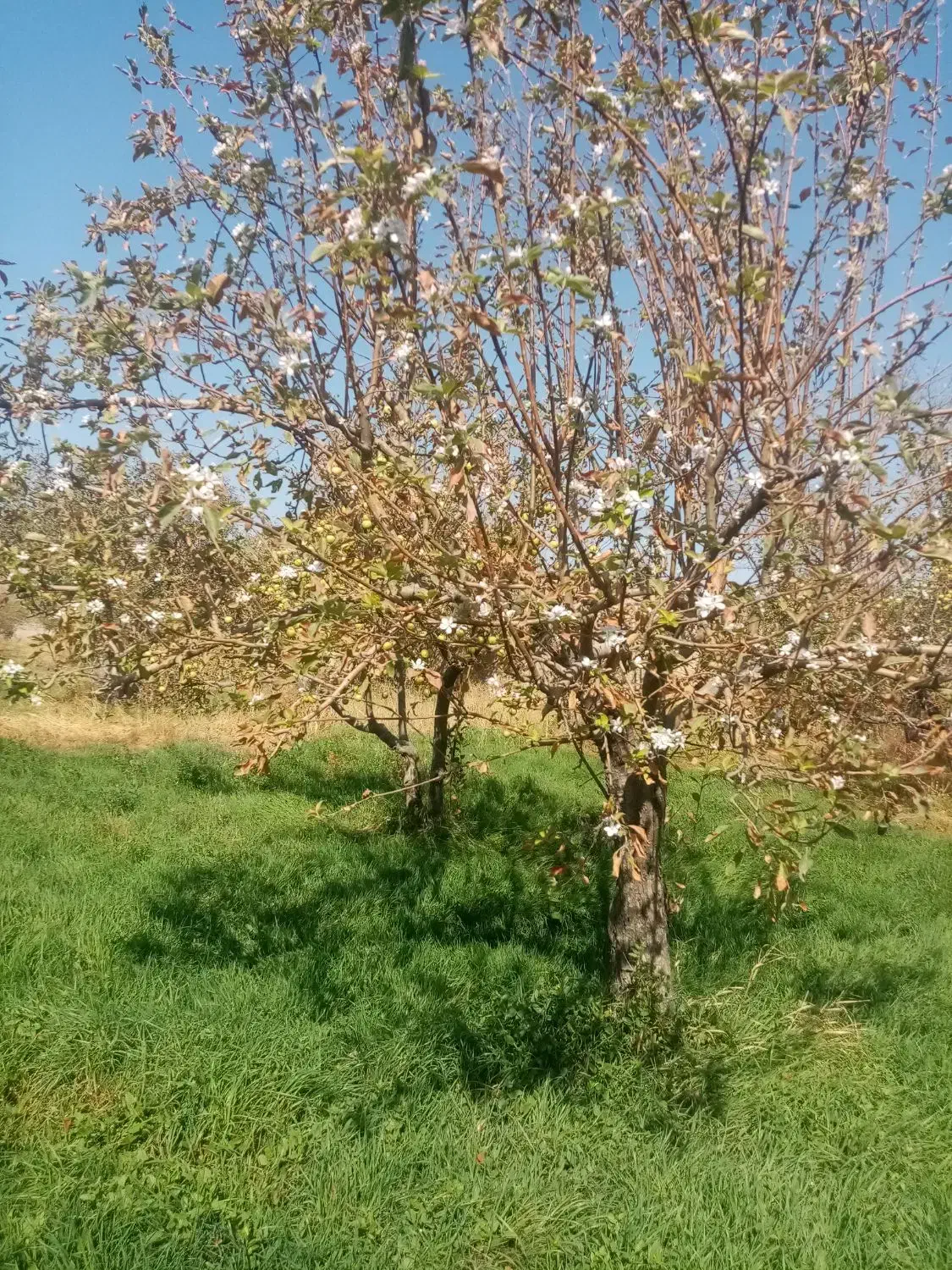 علوفه|عمدهفروشی|زنجان, |دیوار