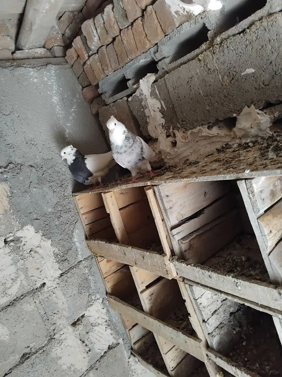 تعدادی طوقی معامله با صرب|پرنده|باروق, |دیوار