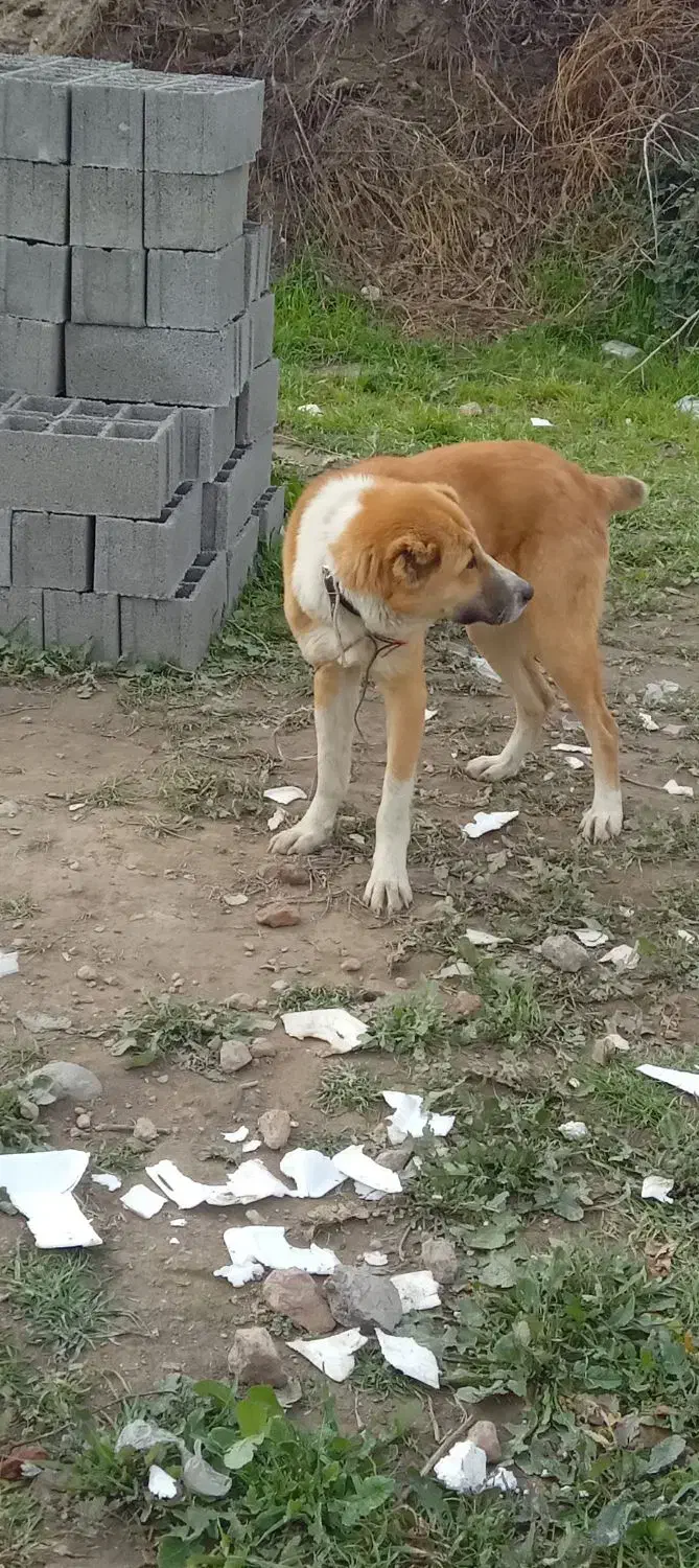 توله سگ الابای|سگ|بندر گز, |دیوار